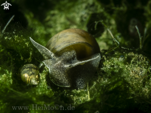 A Schlammschnecke (Lymnaeidae)