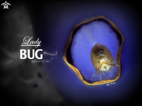 A Lady Bug