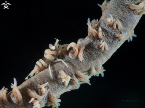 A Wire Coral Shrimp,Gamberetto simbionte del corallo frusta.