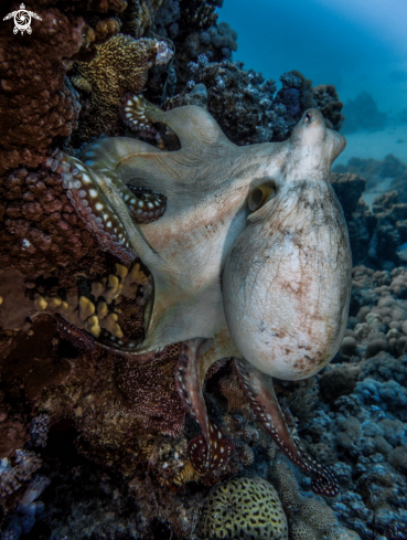 A Octopus vulgaris | Octopus