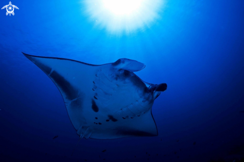 A Reef Manta Ray