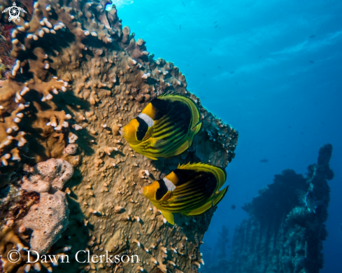 A Masked Butterfly Fish