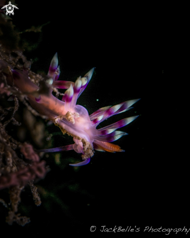 A Flabellina rubrolineata