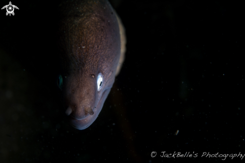 A Moray eel