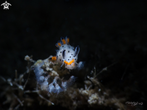 A Nudibranch