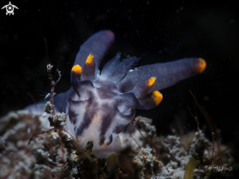 A Nudibranch