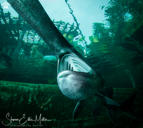 A American Paddlefish