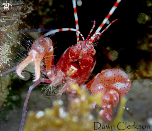 A Alpheus heterochaelis | Pistol Shrimp