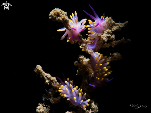 A Nudibranch