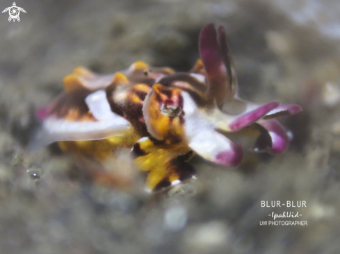 A Flamboyant Cuttlefish