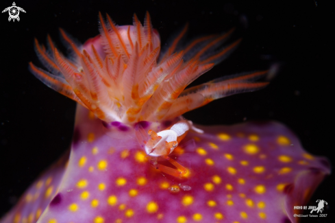 A Emperor shrimp with Nudi