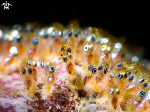 A clownfish eggs