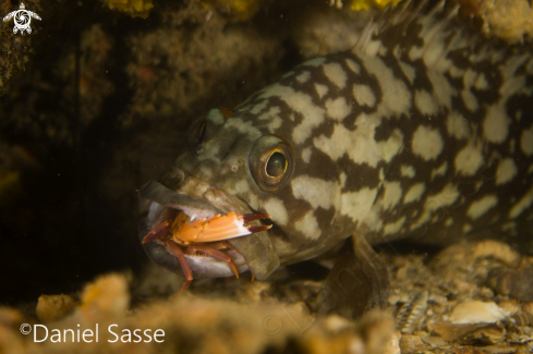 A Cloudy Grouper