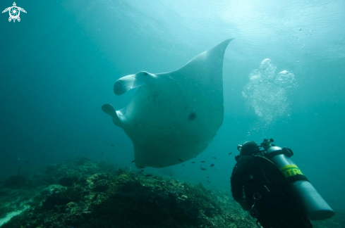 A manta ray