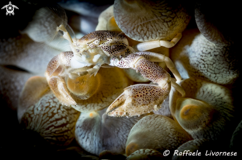 A Porcellain crab