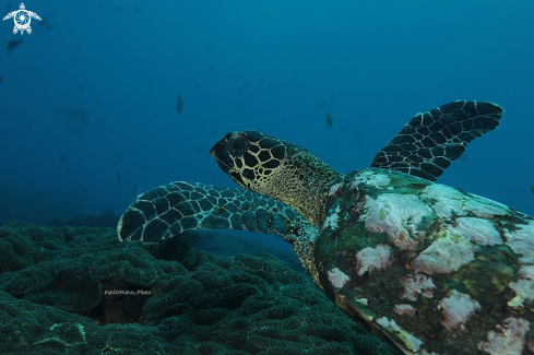 A Hawksbill