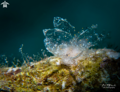 A Cyerce sp. | Nudibranch