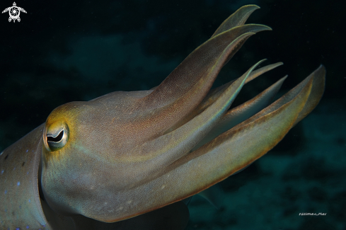 A Sepia latimanus | Cuttlefish