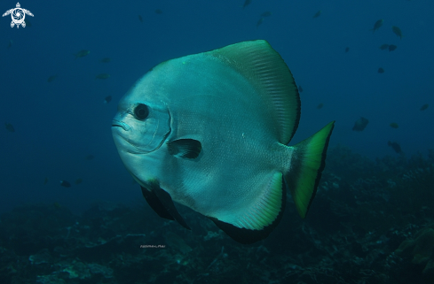 A Platax boersi | Batfish