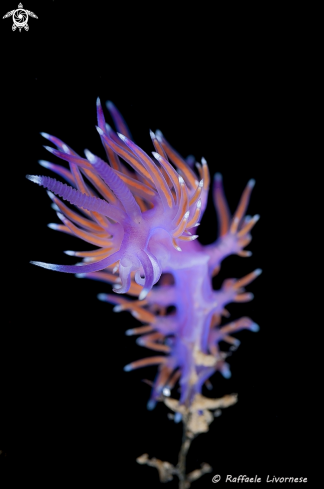 A Flabellina