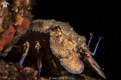 A Scyllarides latus | Cicala di mare