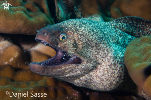 A Gymnothorax flavimarginatus | Yellow-edged moray