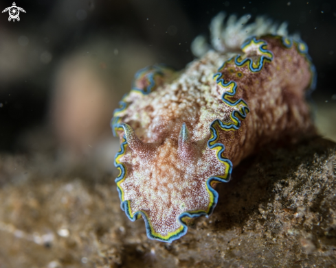 A Glossodoris cincta