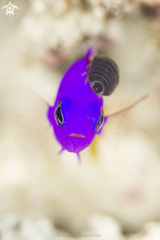 A Royal Dottyback and a Parasitic Isopod