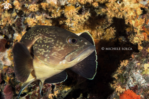 A Epinephelus marginatus | Cernia bruna