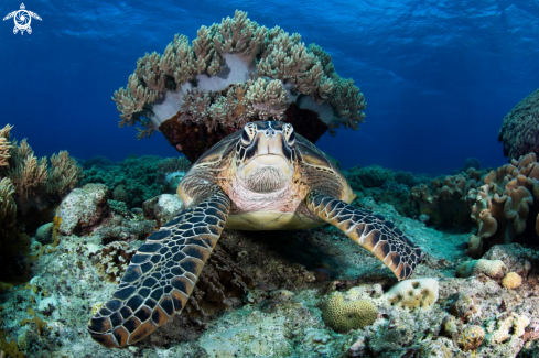 A Hawksbill Turtle