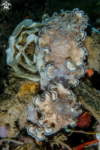 A Glossodoris hikuerensis