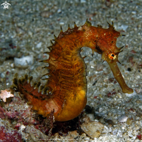 A Hippocampus histrix | Seahorse