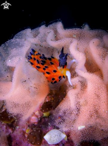 A Favorinus tsuruganus | Nudibranch