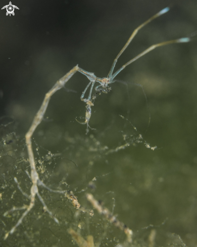 A Skeleton shrimp