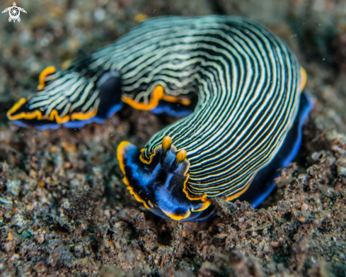 A Armina occulta  Mehrotra, Caballer Gutierrez & Chavanich, 2017 | Amina sp.