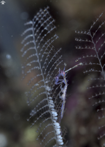 A Skeleton shrimp