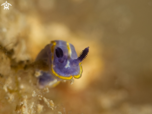 A Nudibranch