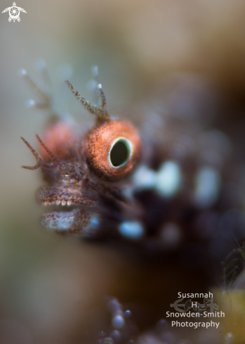 A Roughhead blenny