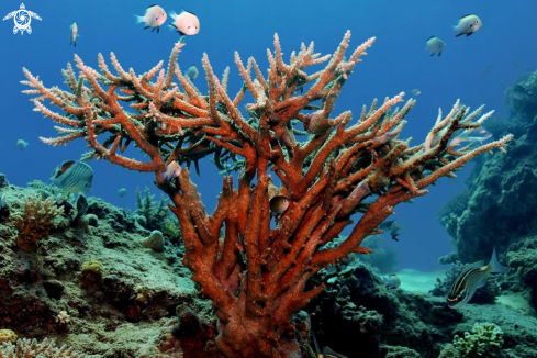 A stony coral