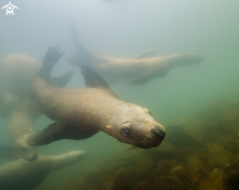 A Sea Lions