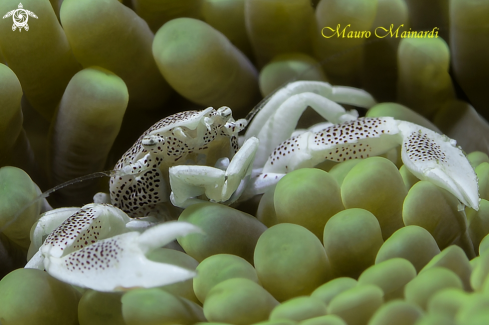 A Porcelain crab.