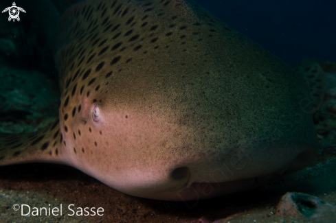 A Zebra Shark