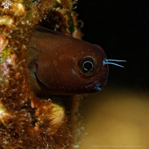 A Bicolour Blenny | Blennie