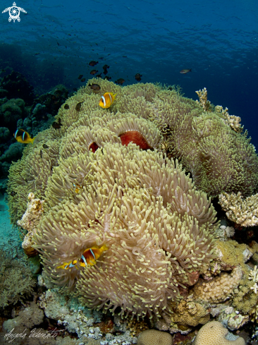 A Anemone City