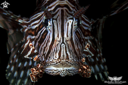 A lion fish