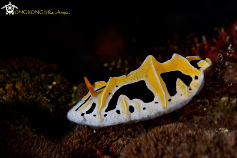 A Nudibranch