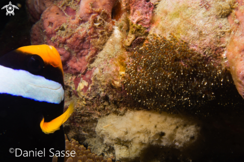 A Clarks Anemonefish