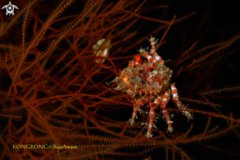 A Decorator Crab