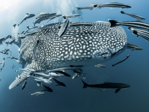 A Rhincodon typus | Whale Shark