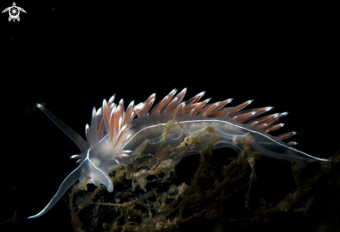 A Flabellina lineata 